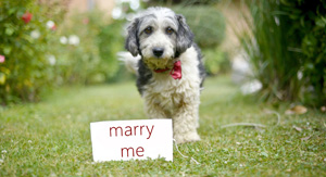 Heiratsantrag mit einem tierischen Freund - dem Hund